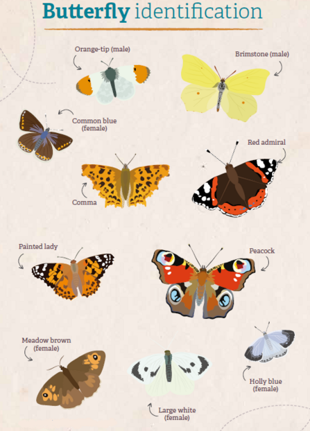 Identify British Butterflies | Devon Wildlife Trust